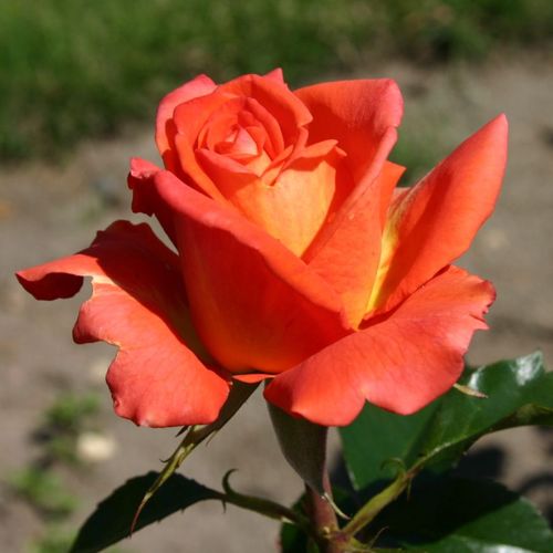 Rosa Monica® - portocaliu - Trandafir copac cu trunchi înalt - cu flori teahibrid - coroană dreaptă
